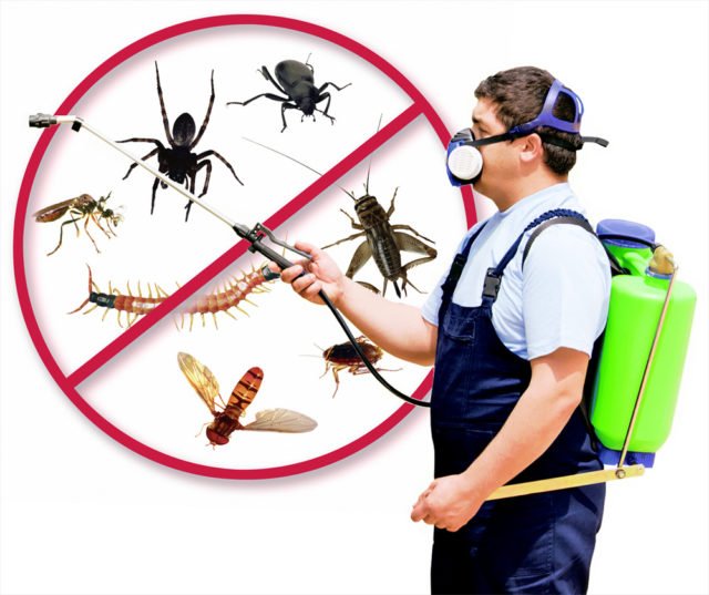 pest-control-2-640x537